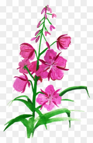 Botanical Illustration Flower Drawing Clip Art - Fireweed Painting - Free  Transparent PNG Clipart Images Download