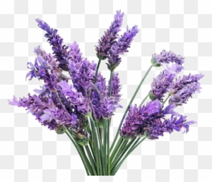 A Bunch Of Lavender Flowers On A White Background - Lavender Flower  Transparent Background - Free Transparent PNG Clipart Images Download