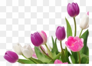 White Flowers Transparent Background Ribbon Graphics - Gabrielle Lettering