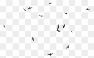 Flying Birds 02 Png Stock By Roy3d - Birds White Background
