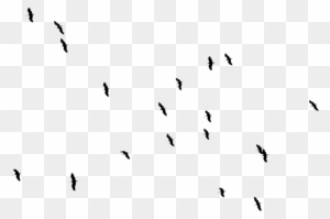 More Collections Like Birds One - Bird Png