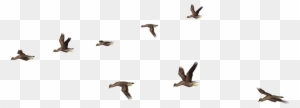 More Like Flying Birds 07 Png Stock By Roys-art - Flying Birds Png File