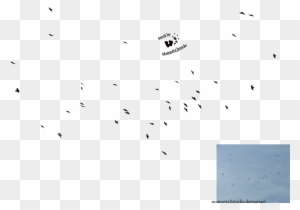 Cut-out Stock Png - Cut Out Birds Png