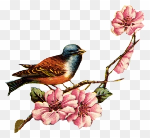Drawn Lovebird Vintage Floral - Love Bird Vintage Png