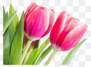 Flower Tulip Red Stock - Tulip