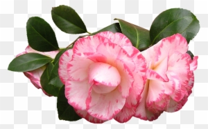 Peony Flower Cliparts 12, - Japanese Camellia