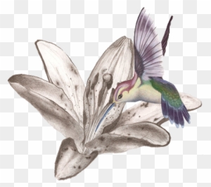 watercolor hummingbird flower large 825 arm tattoo body art tattoo  eBay