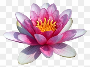 Water Lily Png Transparent Images Png All - Water Lily Png
