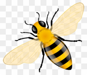 ิbee - Bee Vector