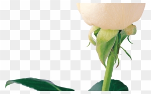 Download Free White Rose Png Image Flower White Rose - Portable Network Graphics
