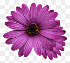 Flower Marigolds, Purple Flower, Flowers Png - Single Flower Transparent Background