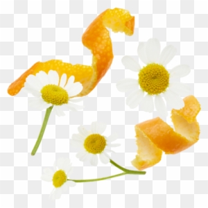 Orange Peels, Chamomile Flowers, Rosehips Peels, Lemongrass, - Chamomile