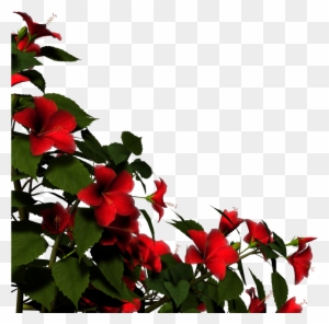 Hibiscus Border By Brokenwing3dstock Hibiscus Border - Hibiscus Plant Png