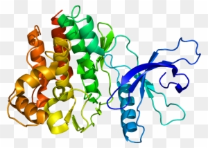 Il 3 Protein Structure