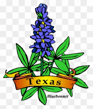 Texas State Flower Drawing