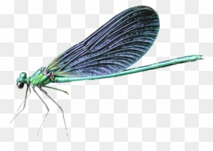 Dragonfly Png - Dragon Fly Without Bacround
