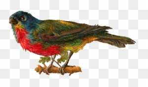 Best Pet Birds Images - Victorian Clip Art Birds