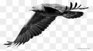Grayscale Eagle Animal Free Black White Clipart Images - Real Photos Of Real Pokemon Yveltal