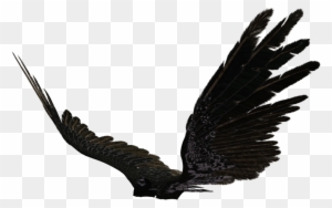 Angel Wing 03 By Wolverine041269 On Clipart Library - Black Angel Wings Side View Angel Wing 03 By Wolverine041269 On Clipart Library - Black Angel Wings Side View