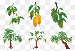 Mango Euclidean Vector Clip Art - Planta De Mango Dibujo