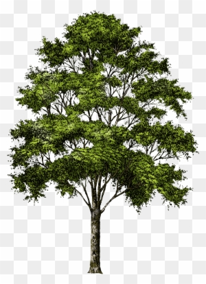 Clipart Tree Collection Png - Trees Png Free Download