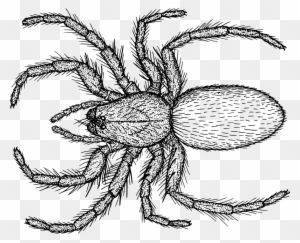 Spider Line Drawing At Getdrawings Com Free For Personal - Spider Line Drawing