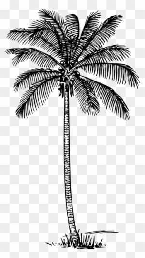 Coconut Tree Drawing - Tutorial - Date Palm Silhouette Transparent PNG