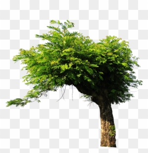 Tree Png Stock By Ady-stock - Tree Stock Image Png