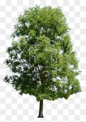 Bright Green Maple Tree - Maple Tree Pngp Hd