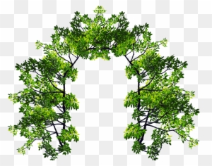 Arch With Green Leaves And Tree Branches Png Image - Portable Network Graphics