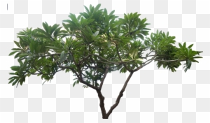 Jungle Tree Png Picture - High Resolution Tree Png