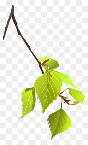 Birch, Branch, Leaves, Plant, Nature, Tree - Tree Branch Vector Png