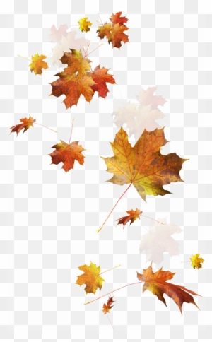 Falling Autumn Leaves Png Image - Autumn Leaves Falling Png