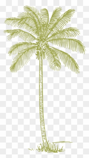 Green Palm Tree Png