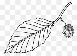 Large Leaf Template - Beech Leaf Outline