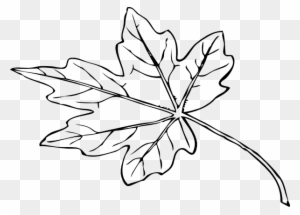 Leaf Outline Clip Art At Clipart Library - Maple Leaf Drawing Png