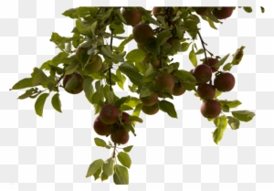 Tree Branch Png Photos - Apple Tree Branch Png