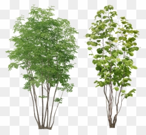 Tree Png Transparent Images - Trees And Plants Png