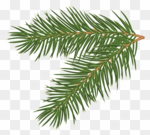 Free Realistic Pine Tree Branch Vector 1118 - Pine Tree Branch