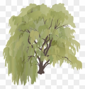 Salix X Sepulcralis - Weeping Willow Tree Drawing