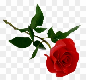 Rose Png Image, Free Picture Download - Beautiful Flower Wallpapers With Quotes - Free Transparent PNG Clipart Images Download Rose Png Image, Free Picture Download - Beautiful Flower Wallpapers With Quotes - Free Transparent PNG Clipart Images Download