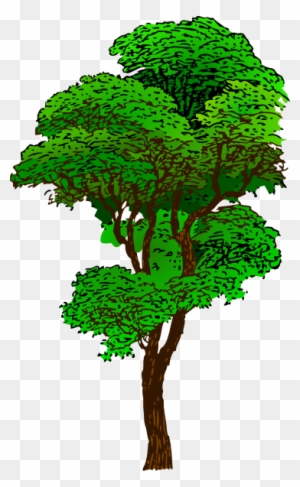 Pohon - Rainforest Tree Clipart