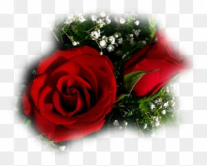 Beautiful Rose Flower For My Love