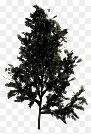 Drawn Pine Tree Blender - Top View Of Trees