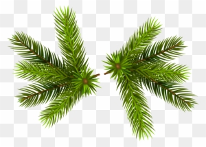 Pine Clipart Transparent - Christmas Pine Transparent Background