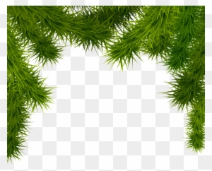 Pine Branches Png Clipart Image - Christmas Tree Branches Transparent