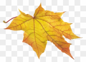 Autumn Leaves Png Images, Free Png Yellow Leaves Pictures - Yellow Autumn Leaves Png