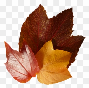 Three Autumn Leaves - Maple Leaf