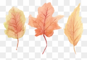 Autumn Leaves Drawing Tumblr - Maple Leaf