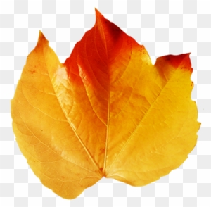 Fall Leaves Clip Art - Real Fall Leaves Clipart